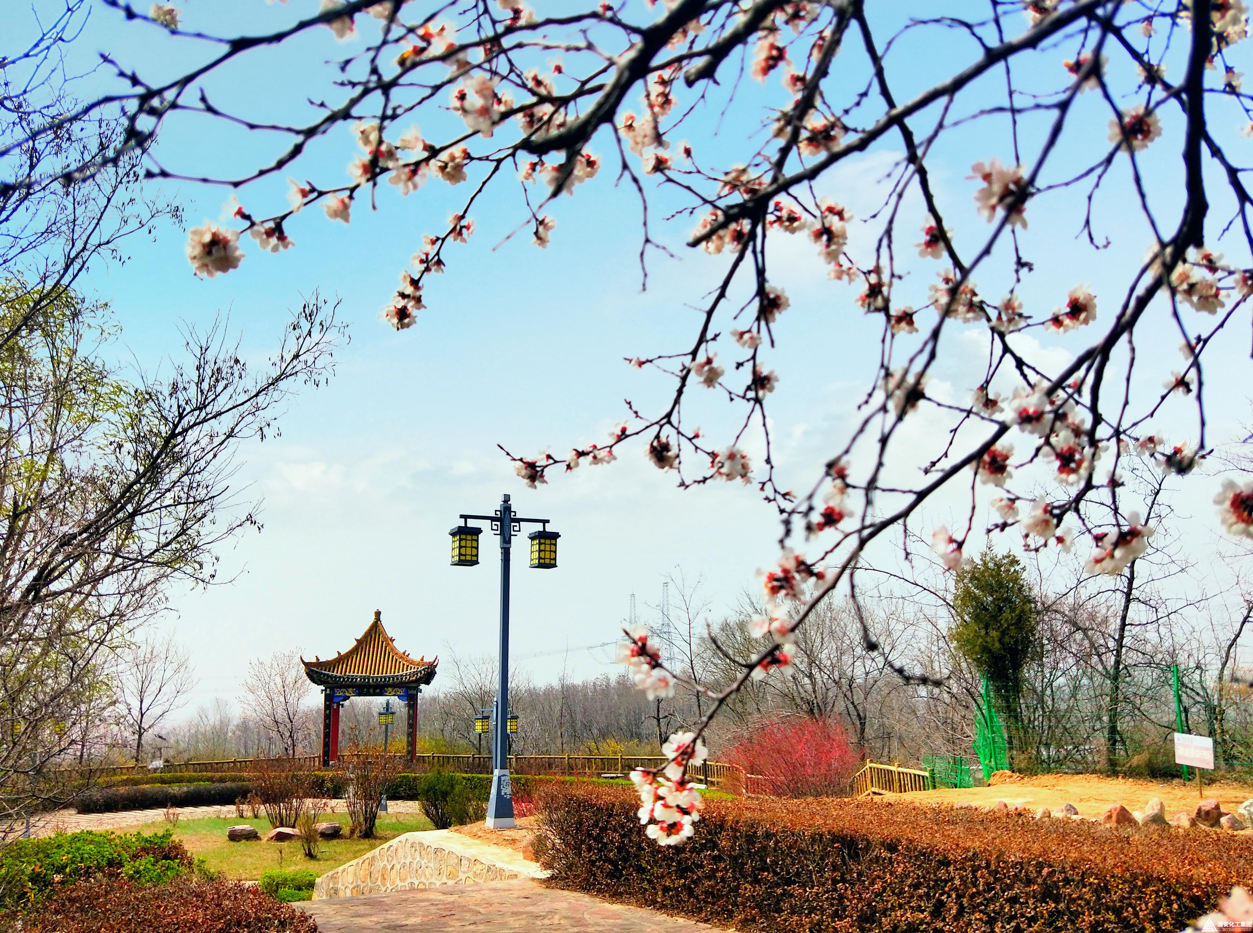 石圪节春景